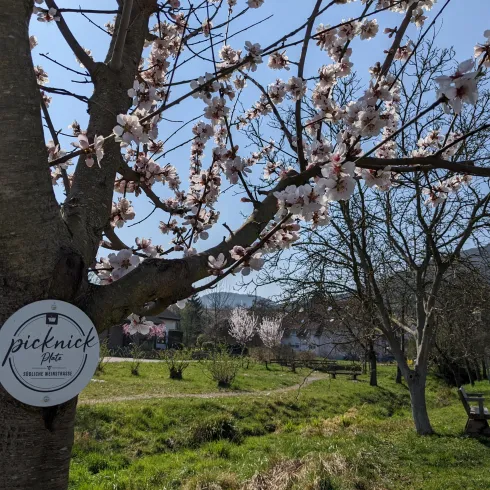 Ein blühender Baum mit rosa Blüten in einer grünen Landschaft. Im Hintergrund ist ein Weg und sanfte Hügel zu sehen.