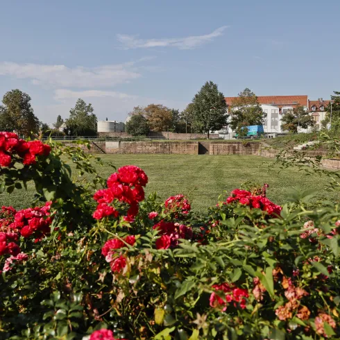 Ein schöner Garten mit leuchtend roten Rosen. Im Hintergrund sind Bäume und ein Gebäude zu sehen.