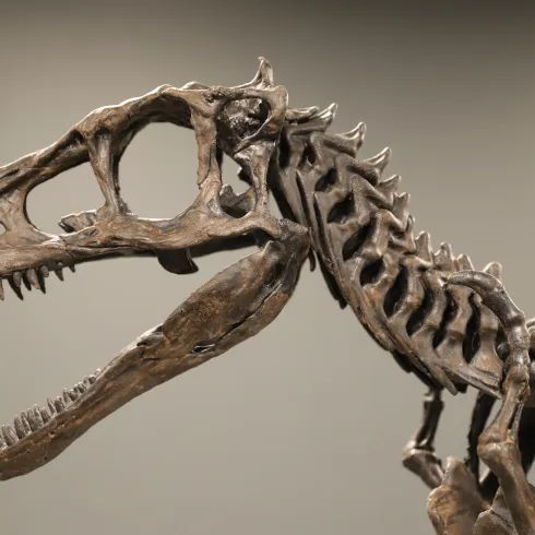 Ein Dinosaurierskelett ist in einem Ausstellungsraum zu sehen. Es zeigt die markanten Merkmale eines großen Raubtiers mit scharfen Zähnen und starken Kiefer.