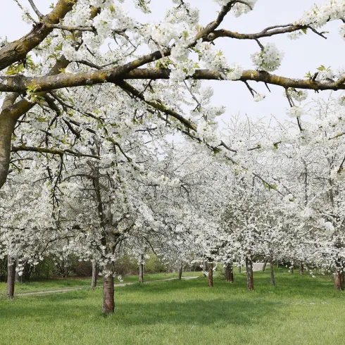 Ein blühender Obstgarten mit weißen Blüten und grünem Gras. Die Bäume sind voller Blüten und schaffen eine schöne Frühlingsatmosphäre.