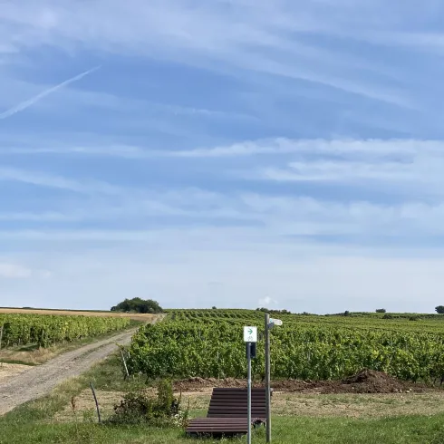 Eine malerische Landschaft mit Weinbergen und einem klaren blauen Himmel. An der Straße steht eine Bank und eine Haltestelle.