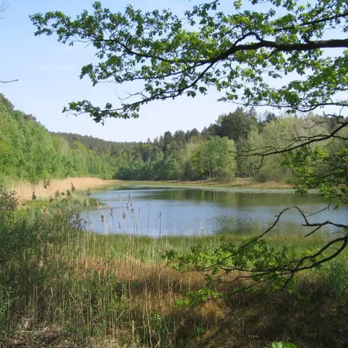 Ein ruhiger See umgeben von grünen Bäumen und Wiesen. Die Landschaft ist friedlich und einladend.