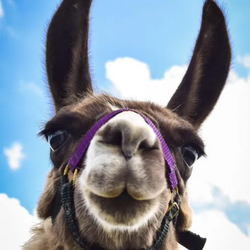Ein neugieriges Lama mit einem freundlichen Gesichtsausdruck unter blauem Himmel. Es trägt ein lila Geschirr.