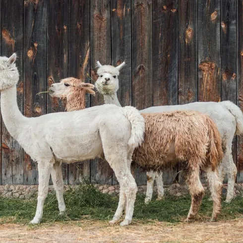 alpaca-4357188_1280 alpaca-4357188_1280