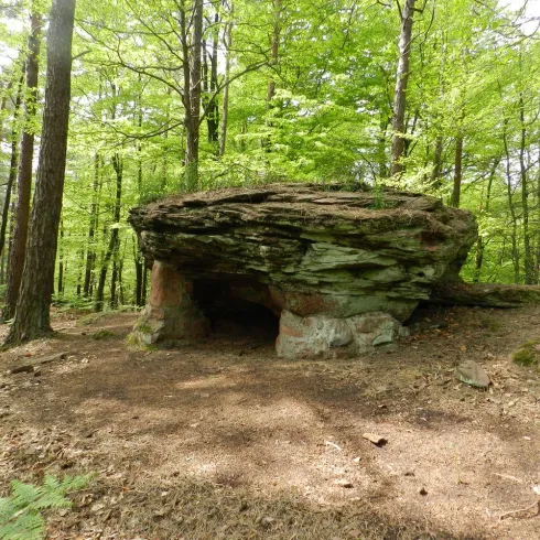 Ein großer, flacher Stein sitzt auf einer von Bäumen umgebenen Fläche im Wald. Der Boden ist mit Erde und kleinen Steinen bedeckt.