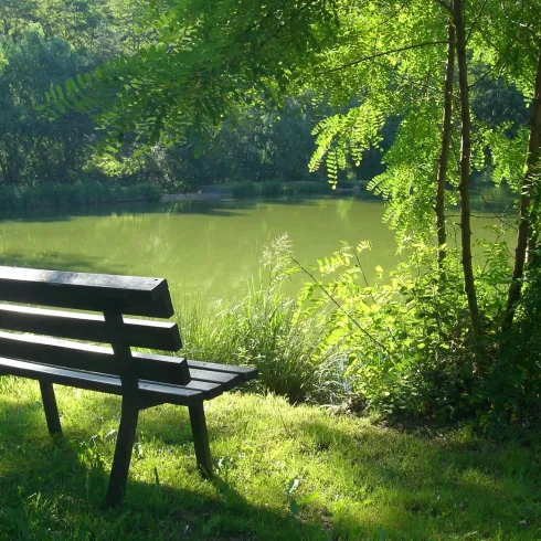 Eine Bank steht am Ufer eines ruhigen Teiches, umgeben von grünen Pflanzen. Die Szenerie strahlt Ruhe und Naturverbundenheit aus.