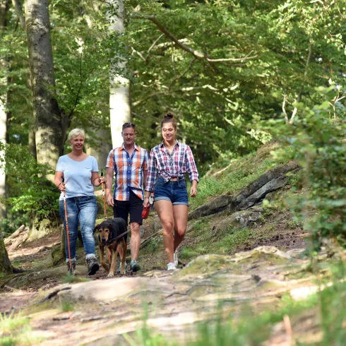 Eine Gruppe von drei Menschen geht mit einem Hund auf einem Waldweg. Die Umgebung ist grün mit vielen Bäumen und Sonnenlicht, das durch die Blätter scheint.