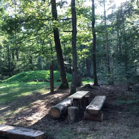 Eine ruhige Waldszene mit Holzstämmen als Sitzgelegenheit. Umgeben von hohen Bäumen und grünem Gras.