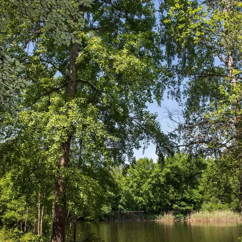 Ein ruhiger Park mit hohen Bäumen und einem kleinen See. Eine Holzbank lädt zum Verweilen ein.