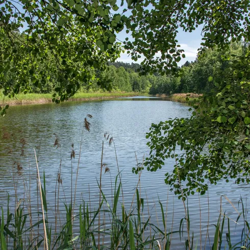 Ein ruhiger Teich umgeben von Bäumen und Schilf. Die grüne Natur reflektiert sich im Wasser.