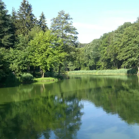 Ein ruhiger Fluss, umgeben von grünen Bäumen und einem klaren Himmel. Spiegelungen der Bäume sind deutlich im Wasser sichtbar.