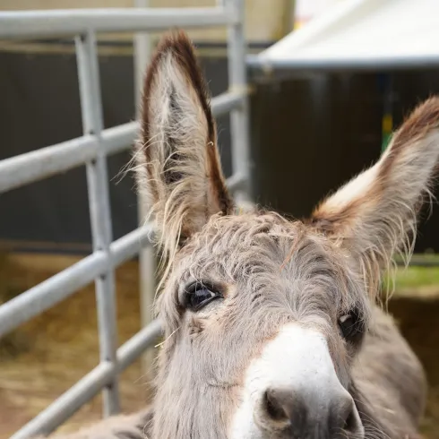 Ein neugieriger Esel steht hinter einem Zaun. Sein graues Fell und die großen Ohren sind gut sichtbar.