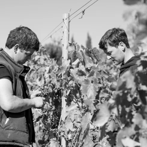 <p>Ein Schwarz- Weiß Bild von zwei Männer die an Weinreeben arbeiten.</p>