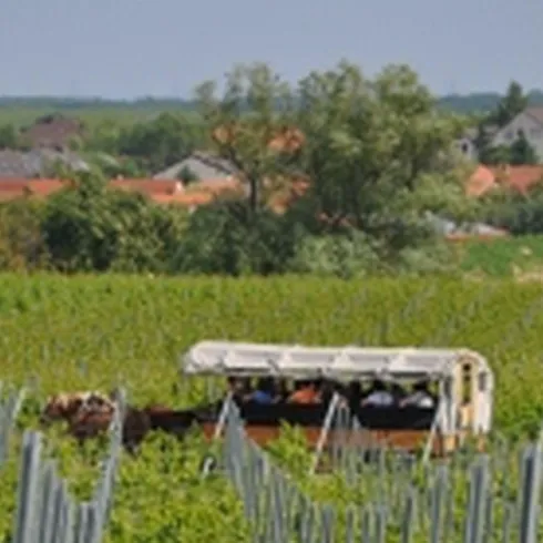 <p>Planwagen mit 2 Pferden und Gästen in den Weinbergen mit Blick auf Freinsheim</p>