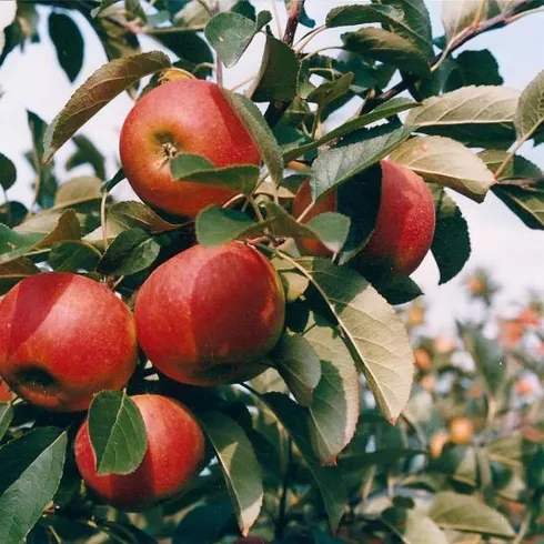 Apfel (© Obsthof Schick)