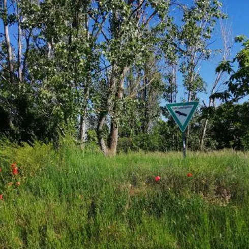 Hahenplatz Grünfläche mit Bäumen (© Urlaubsregion Freinsheim)