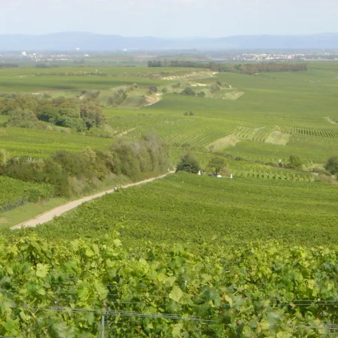 Weinhopping, Blick auf Weinberge (© Urlaubsregion Freinsheim) Weinhopping, Blick auf Weinberge (© Urlaubsregion Freinsheim)
