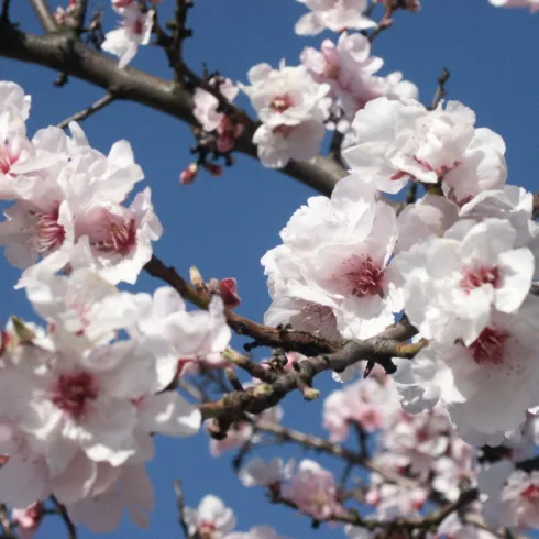 Blütenbild (© UR Freinsheim)