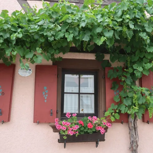 Ein charmantes Haus mit roten Fensterläden und einem Fensterkasten voller bunter Blumen. Über dem Fenster wachsen üppige Weinreben.