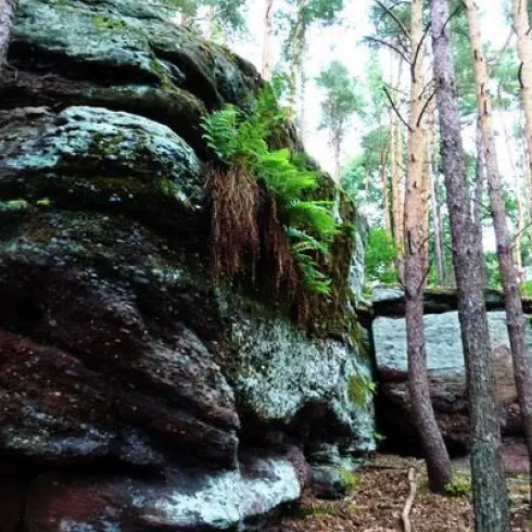 Große, moosbedeckte Felsen im Wald, umgeben von hohen Bäumen. Farne wachsen an den Steinen, die eine natürliche Atmosphäre schaffen.