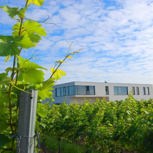 Ein modernes Gebäude liegt zwischen grünen Weinreben unter einem blauen Himmel. Die Landschaft strahlt Ruhe und Naturverbundenheit aus.