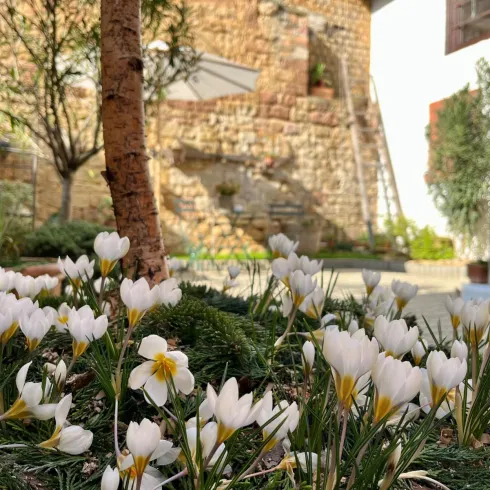 Ein Garten mit vielen weißen Blumen und einem kleinen Baum. Im Hintergrund ist eine alte Steinmauer zu sehen.