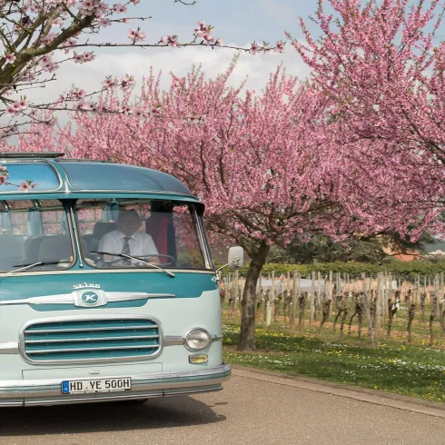 Oldtimerbus mit Mandelbäumen (© Stadt Bad Dürkheim)