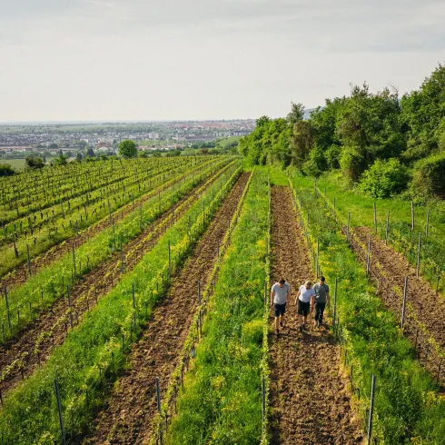 Zwei Personen gehen durch einen Weinberg mit Reihen von grünen Reben. Im Hintergrund sind Wald und eine weitläufige Landschaft sichtbar.
