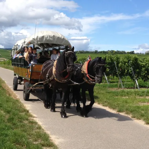 Eine Pferdekutsche fährt einen Weg entlang, umgeben von Weinreben. Der Himmel ist klar mit einigen Wolken.