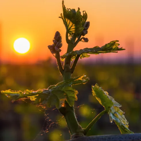 Ein junger Weinstock mit frischen Trieben steht im Vordergrund. Im Hintergrund scheint die Sonne am Horizont und sorgt für eine warme, goldene Atmosphäre.