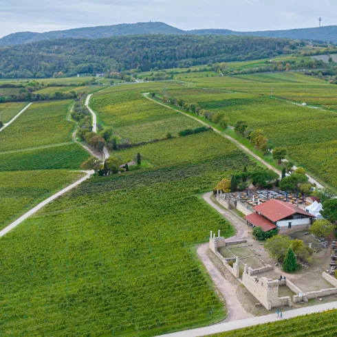 Eine weite Weinlandschaft mit sanften Hügeln und gut gepflegten Weinreben. Im Vordergrund sind ein Gebäude und mehrere Wege zu sehen.