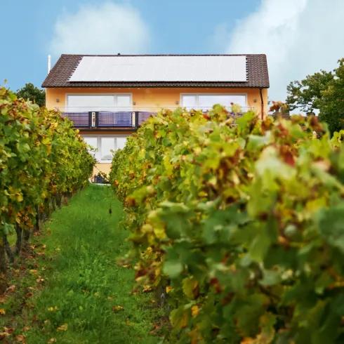 Ein malerisches Weinfeld mit einem gemütlichen Haus im Hintergrund. Die Weinreben sind grün und gut gepflegt, unter einem blauen Himmel.