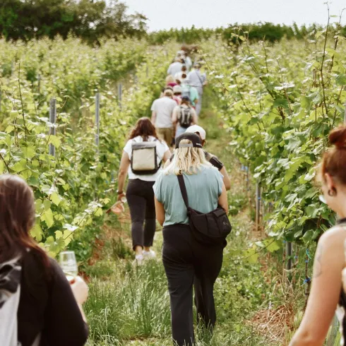 Eine Gruppe von Menschen geht durch einen Weinberg. Die Atmosphäre ist entspannt und die Umgebung ist grün und üppig.
