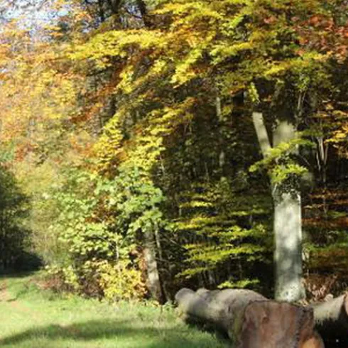 Wald (© Stadt Bad Dürkheim)