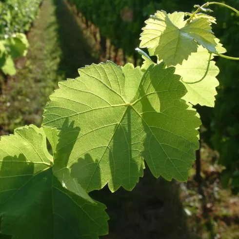 Ein sonniger Weinberg mit grünen Weinblättern. Die Blätter sind frisch und glänzend, umgeben von weiteren Weinreben.