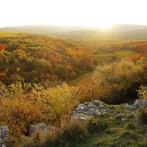 Ein wunderschönes Herbstland mit bunten Bäumen in warmen Farben. Die Sonne geht über den sanften Hügeln auf und taucht die Landschaft in goldenes Licht.