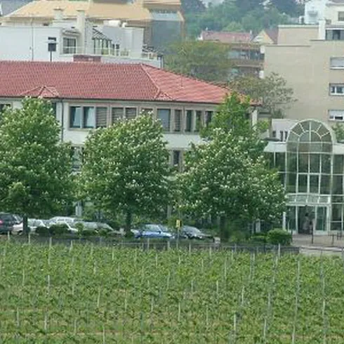 Ein Stadtbild mit zwei Gebäuden und grünen Bäumen. Im Vordergrund sind Weinreben zu sehen.