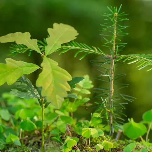 Zwei junge Pflanzen wachsen zusammen im grünen Wald. Eine Eiche und eine Tanne stehen dicht beieinander.