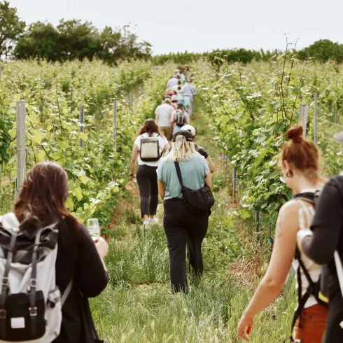 Die Weinwanderung "nachhaltig & innovativ"