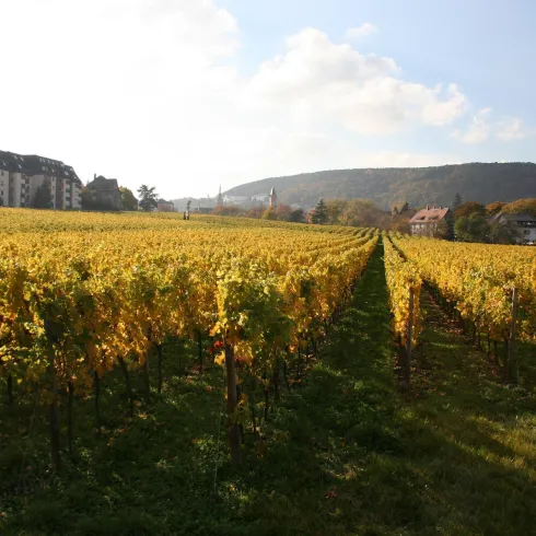 Abtsfronhof Blick zur Innenstadt (© Stadt Bad Dürkheim) Abtsfronhof Blick zur Innenstadt (© Stadt Bad Dürkheim)