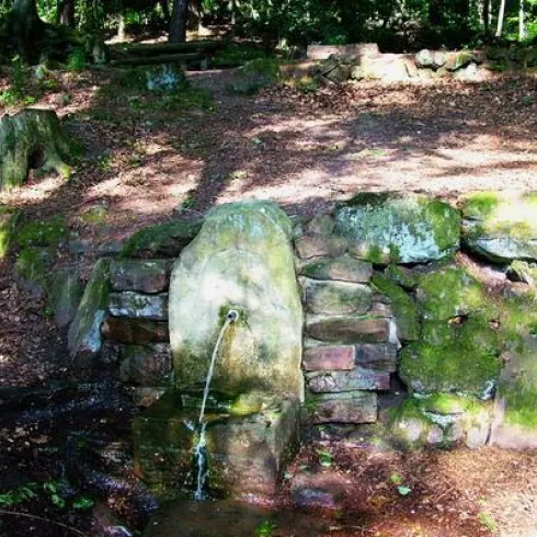 Eine natürliche Quelle, die aus einem Steinfluss sprudelt. Umgeben von Bäumen und Laub im Wald.