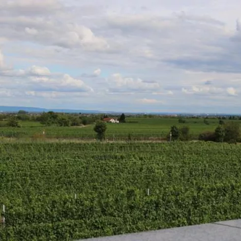 Rebenmeer