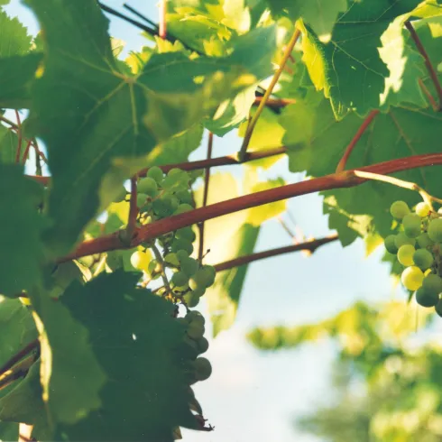 Ein Weinrebenstamm mit grünen Trauben und frischem Laub. Die Sonne scheint durch die Blätter und sorgt für eine schöne Atmosphäre.