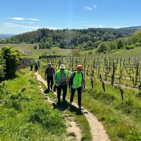 Eine Gruppe von Menschen wandert einen Weg entlang von Weinreben. Im Hintergrund sind grüne Hügel und ein blauer Himmel sichtbar.