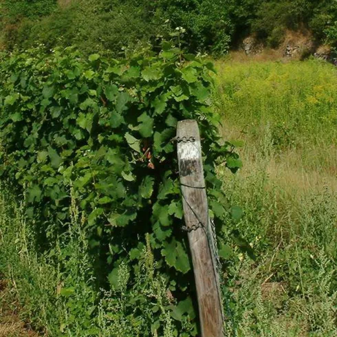 Ein Weinfeld mit grünen Reben und einem Holzpfosten. Die Umgebung ist grün und naturbelassen.