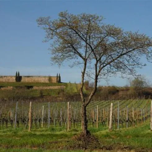 Michelsberg_1 (© Stadt Bad Dürkheim) Michelsberg_1 (© Stadt Bad Dürkheim)