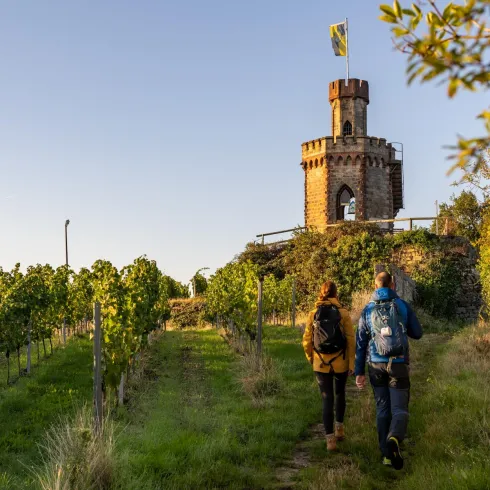 Ein malerischer Weg führt durch Weinberge zu einem Aussichtsturm. Die Sonne geht gerade unter und taucht die Szene in warmes Licht.