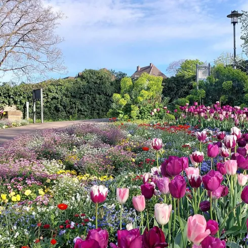 Tulpen im Kurpark