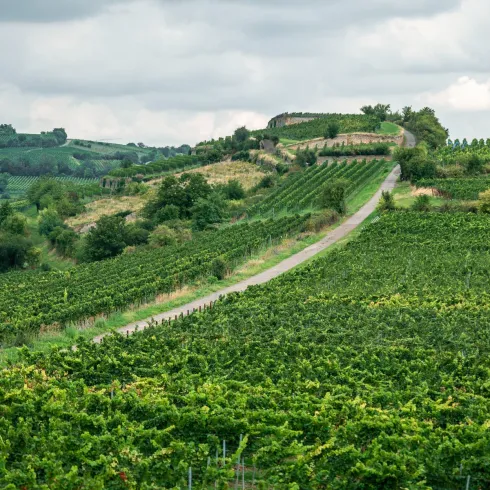 Die Landschaft zeigt sanfte Hügel mit Weinbergen und üppigem Grün. Ein schmaler Weg schlängelt sich durch die Weinreben.