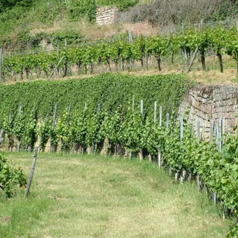 Steinberg_1 (© Stadt Bad Dürkheim)